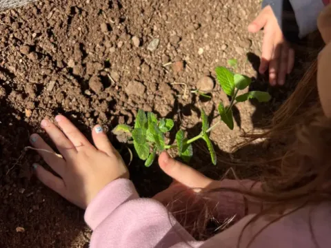 Estudantes do Centro Educacional Curumim plantando mudas durante o Projeto Terra. Fonte: Acervo Fotográfico da Fundação Jardim Botânico de Poços de Caldas.