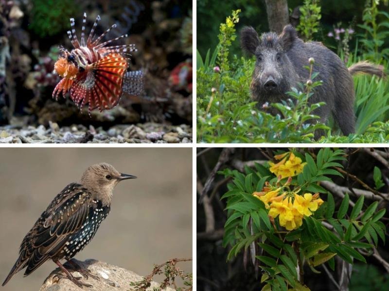 Ameaça invisível; Espécies invasoras e a biodiversidade global em risco