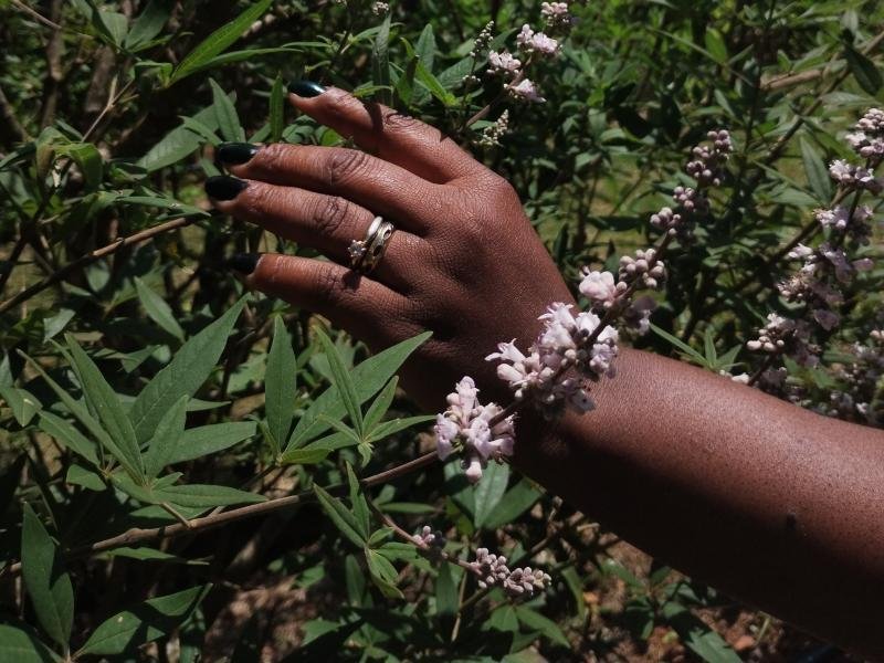 Raízes de Cura: Plantas Medicinais na Cultura Negra e Quilombola no Brasil