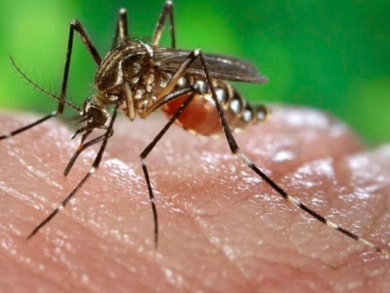Vacina de Dose Única Contra a Dengue: Um Marco na Saúde Pública Brasileira