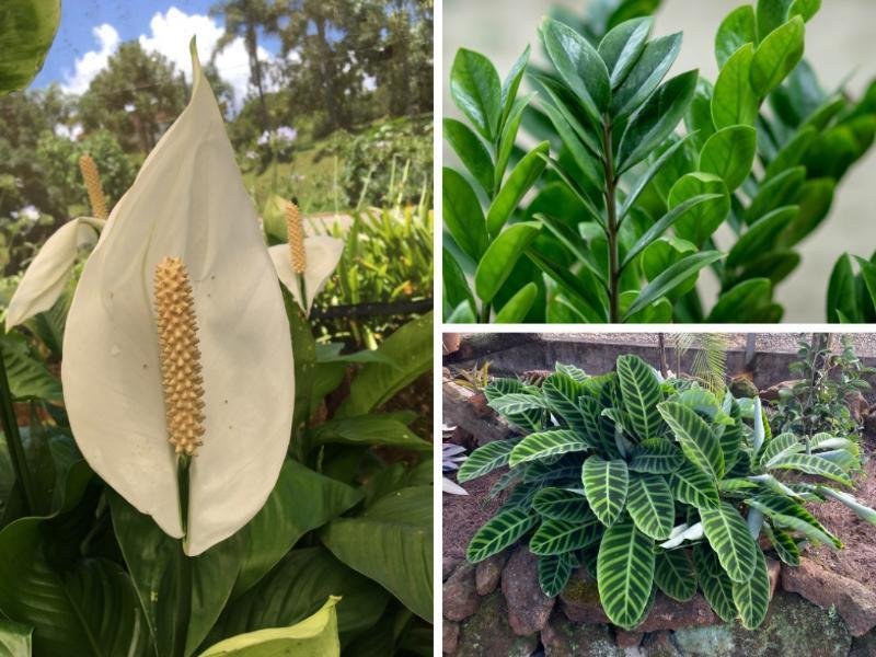 Plantas para ambientes internos: 