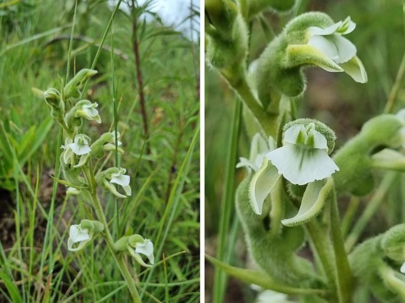 Orquídea endêmica é descoberta em Campo de Atitude de Poços de Caldas