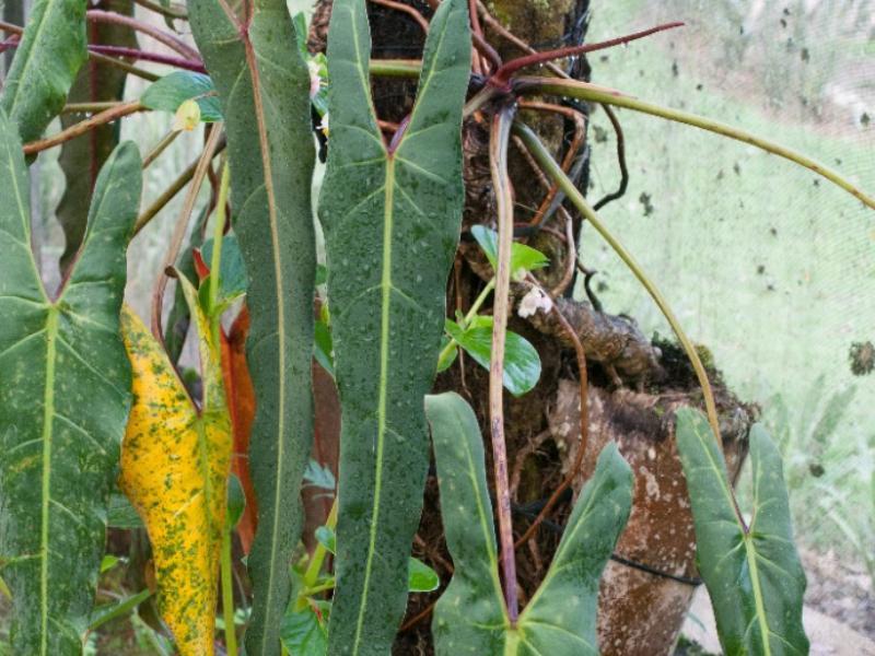 Philodendron spiritus-sancti