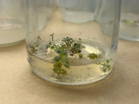 Laboratório de Cultivo in vitro: tecnologia a serviço da conservação