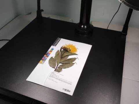 Digitalização do Herbário AFR: ampliando o acesso à flora do Planalto de Poços de Caldas